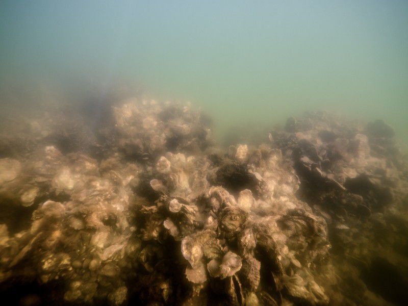St. Mary's River, MD, oyster reef